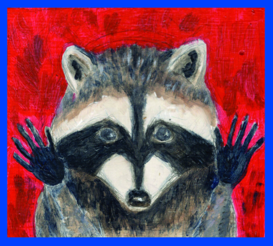 racoon